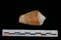 藏品(紅嬌鳳凰螺)的圖片